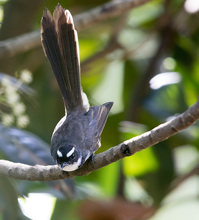 Philippine pied fantail (Rhipidura nigritorquis)