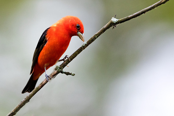 Scarlet tanager (Piranga olivacea)