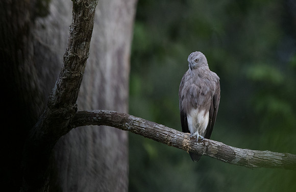 Lesser fish eagle (Ichthyophaga humilis)
