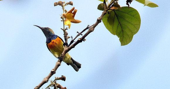 Olive-backed sunbird (Cinnyris jugularis) Male