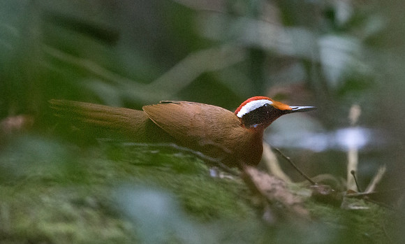 Rail-babbler (Eupetes macrocerus)