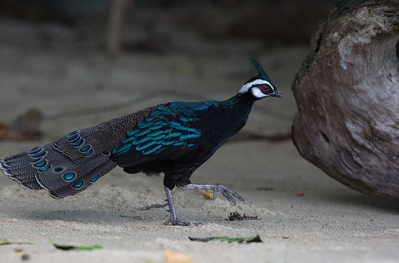 Palawan peacock-pheasant (Polyplectron napoleonis) Male
