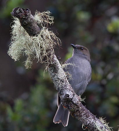 Ōmaʻo (Myadestes obscurus)