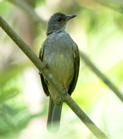 Ashy-fronted bulbul (Pycnonotus cinereifrons)