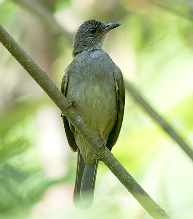 Ashy-fronted bulbul (Pycnonotus cinereifrons)