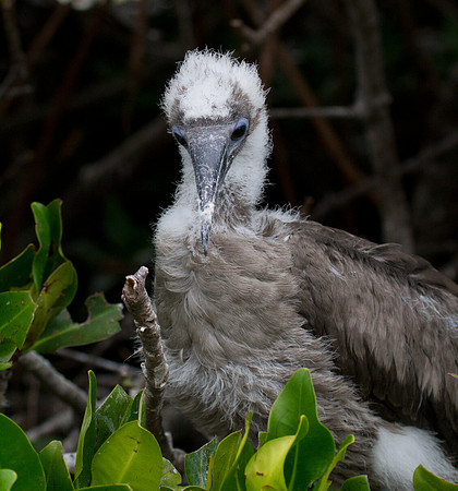Red-footed Booby (Sula sula)