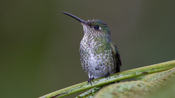 Many-spotted Hummingbird (Taphrospilus hypostictus)