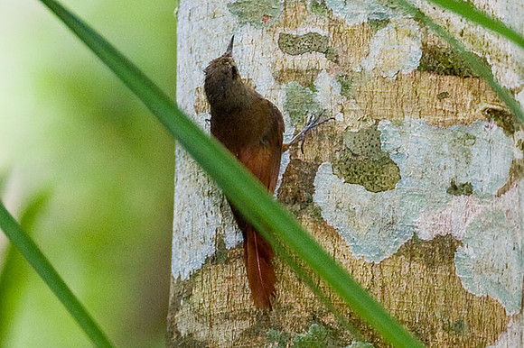 Olivaceous Woodcreeper (Sittasomus griseicapillus)