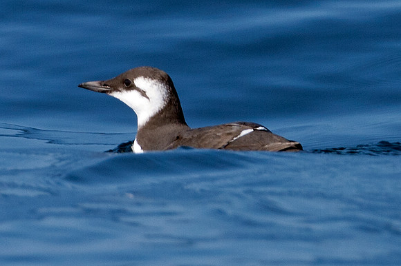 Common Murre (Uria aalge) also known as Common Guillemot