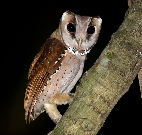 Oriental Bay Owl (Phodilus badius)