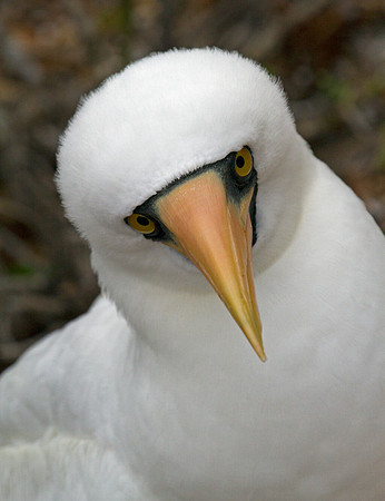 Nazca Booby (Sula granti)