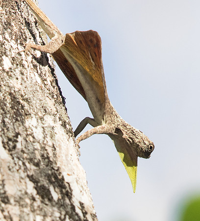 Palawan Flying Lizard (Draco palawanensis)