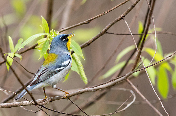 Northern parula (Setophaga americana)