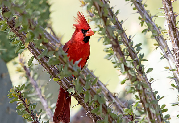 Northern cardinal (Cardinalis cardinalis) Male