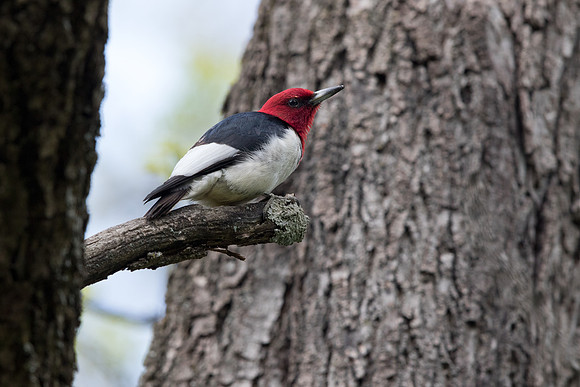 Red-headed woodpecker (Melanerpes erythrocephalus)