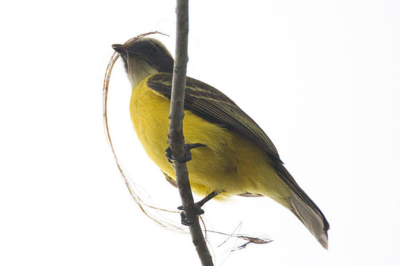Social Flycatcher (Myiozetetes similis)