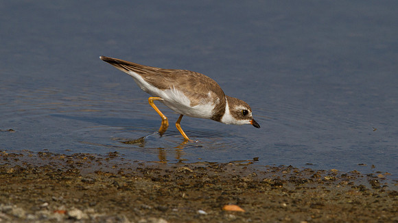 Semipalmated Plover (Charadrius semipalmatus)