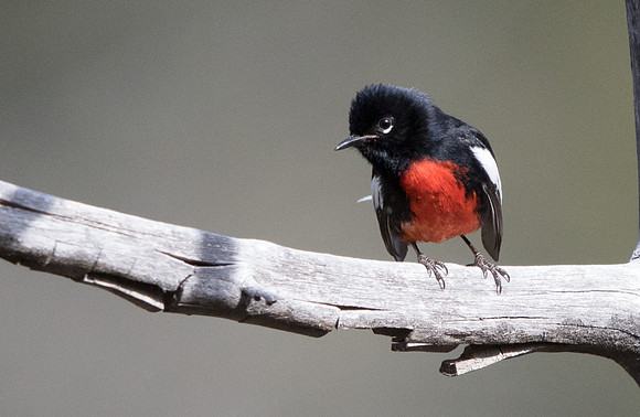 Painted whitestart (Myioborus pictus) Male