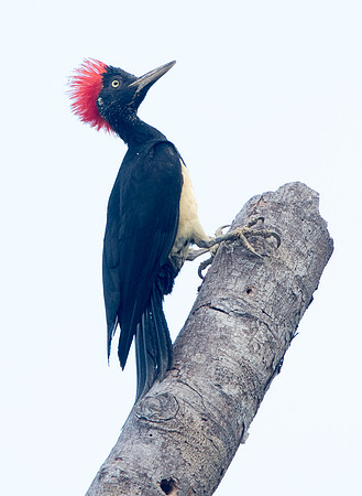 White-bellied woodpecker (Dryocopus javensis)