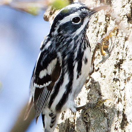 Black-and-white Warbler (Mniotilta varia)
