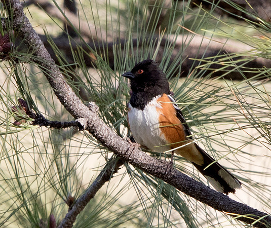 Spotted towhee (Pipilo maculatus) Male