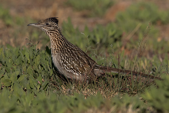 Greater roadrunner (Geococcyx californianus)