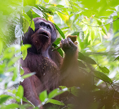 Bornean orangutan (Pongo pygmaeus) Male