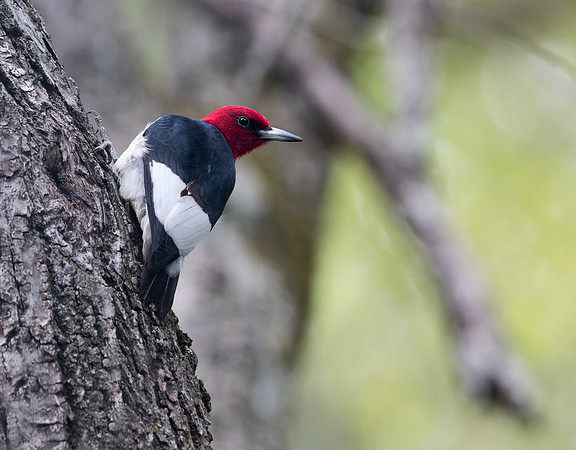 Red-headed woodpecker (Melanerpes erythrocephalus)