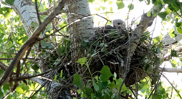 Gray hawk (Buteo plagiatus)