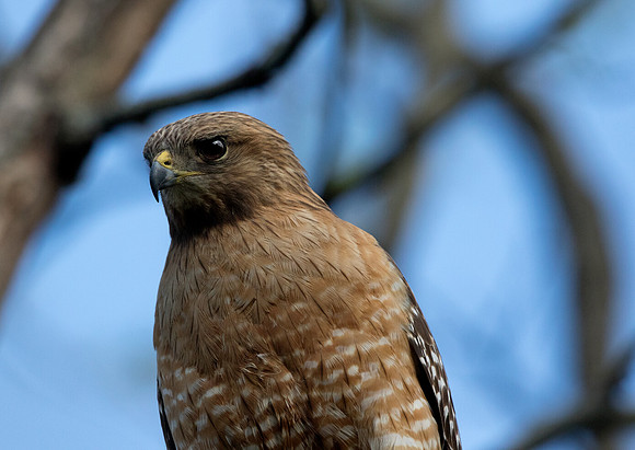 Red-shouldered hawk (Buteo lineatus)