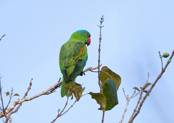 Blue-naped parrot (Tanygnathus lucionensis)