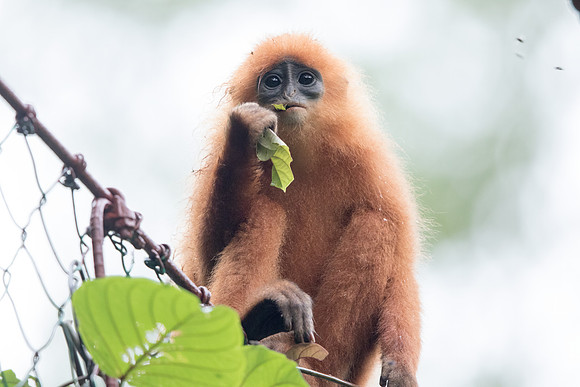 Maroon langur(Presbytis rubicunda)