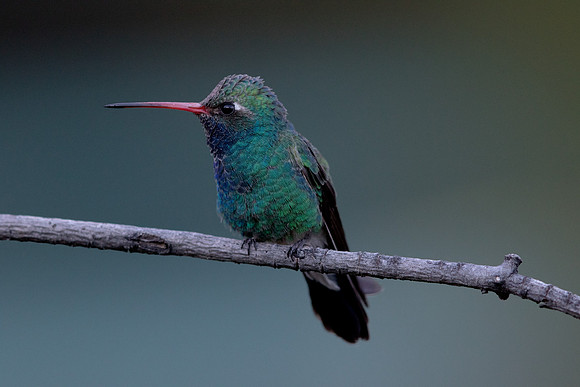 Broad-billed hummingbird (Cynanthus latirostris)