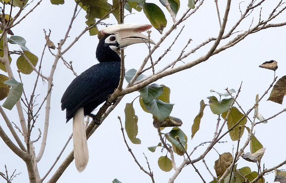 Palawan hornbill (Anthracoceros marchei)