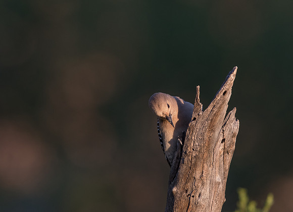 Gila woodpecker (Melanerpes uropygialis) Female