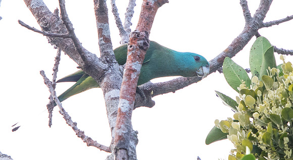 Blue-headed racket-tail (Prioniturus platenae)