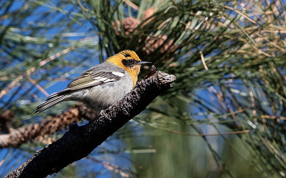 Olive warbler (Peucedramus taeniatus)