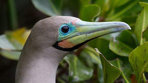 Red-footed Booby (Sula sula)