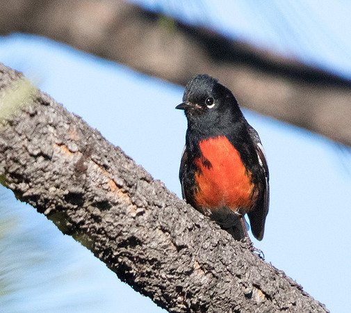 Painted whitestart (Myioborus pictus) Male