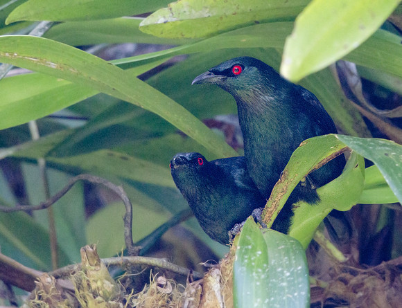 Asian glossy starling (Aplonis panayensis)
