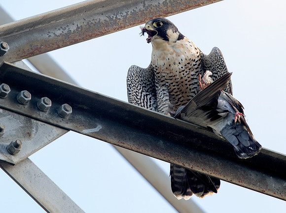 Peregrine falcon (Falco peregrinus)