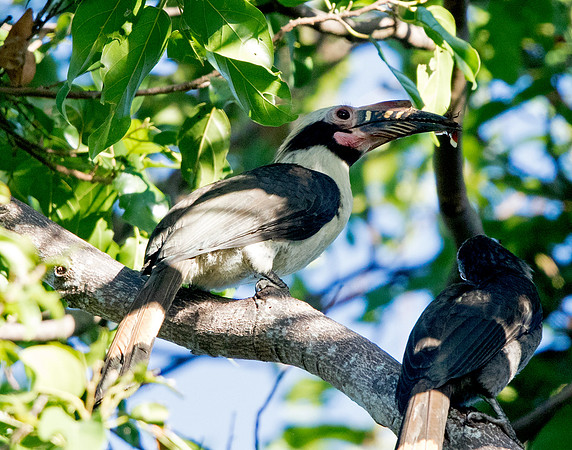 Luzon hornbill (Penelopides manillae)