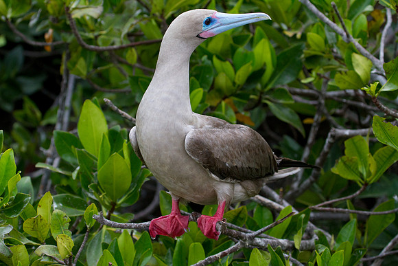 Red-footed Booby (Sula sula)