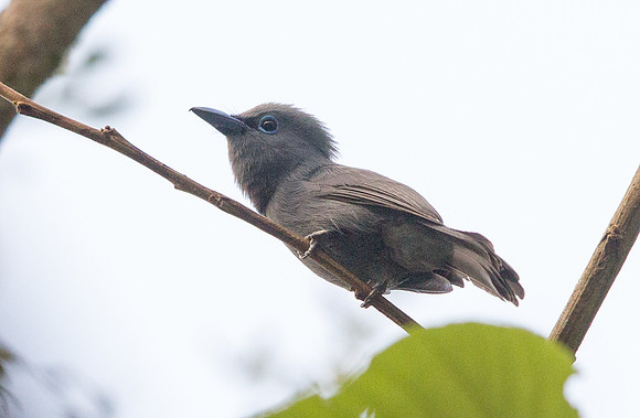 Blue paradise flycatcher (Terpsiphone cyanescens)
