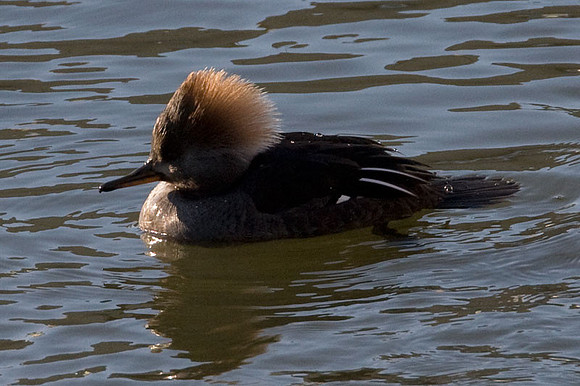 Hooded Merganser (Lophodytes cucullatus) female