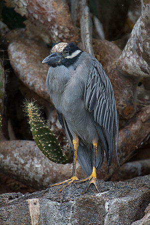 Yellow-crowned Night Heron (Nyctanassa violacea)