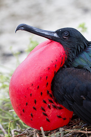 Magnificent Frigatebird (Fregata magnificens)