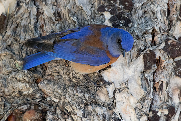 Western bluebird (Sialia mexicana) Male