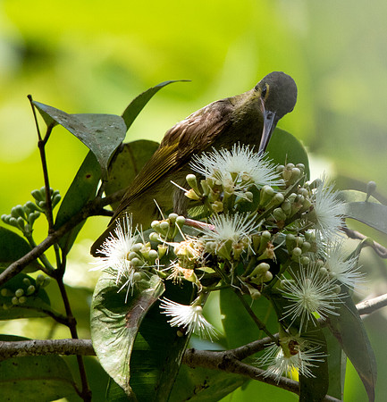 Yellow-eared spiderhunter (Arachnothera chrysogenys)