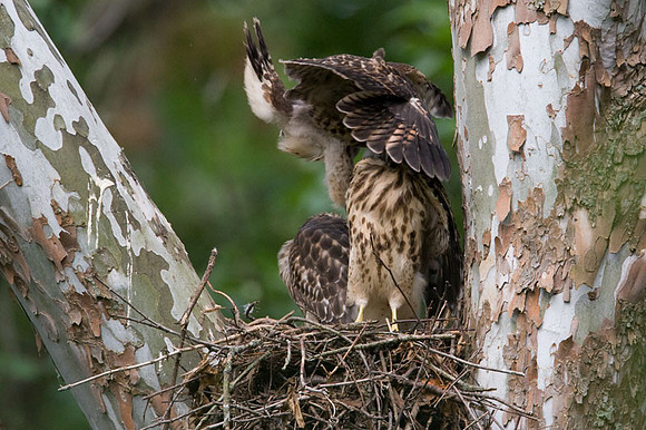 Red-shouldered Hawk (Buteo lineatus) juvenile